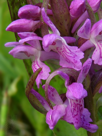 vstavačovec strmolistý krvavý Dactylorhiza incarnata subsp. haematodes (Rchb.) Soó