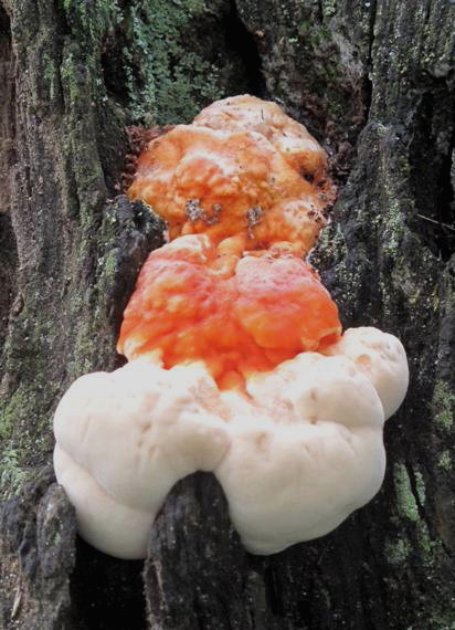 sirovec Laetiporus cincinnatus