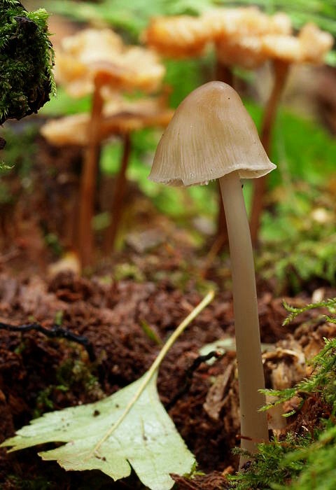 prilbička ružovolupeňová Mycena galericulata (Scop.) Gray