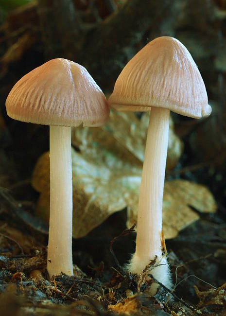 prilbička ružovkastá Mycena rosea Gramberg