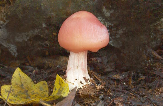 prilbička ružovkastá Mycena rosea Gramberg