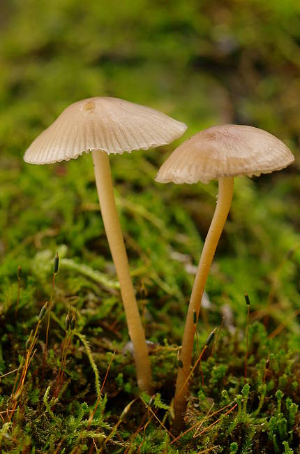 prilbička Mycena sp.