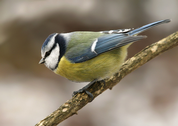 sýkorka belasá Parus caeruleus