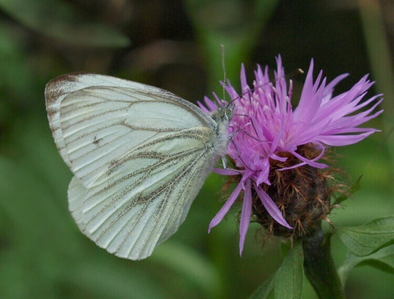 mlynárik repkový Pieris napi