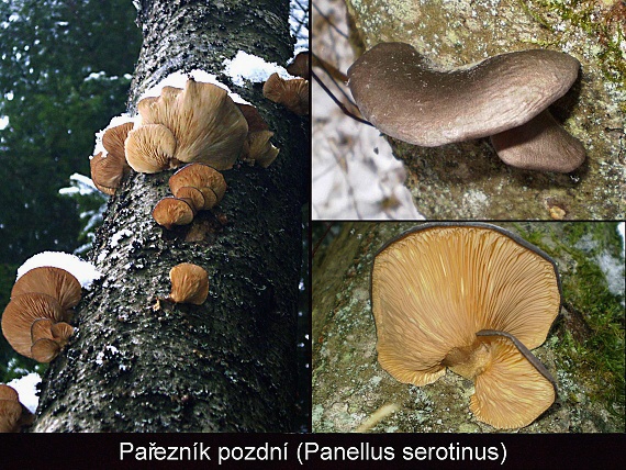 pňovka neskorá Sarcomyxa serotina (Pers.) P. Karst.