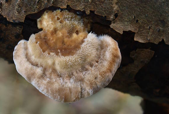 trúdnikovec chlpatý Trametes hirsuta (Wulfen) Lloyd