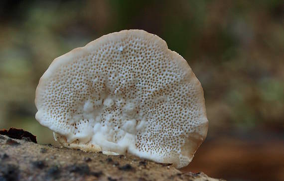 trúdnikovec chlpatý Trametes hirsuta (Wulfen) Lloyd