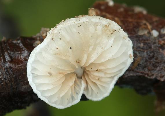 pahliva Crepidotus sp.