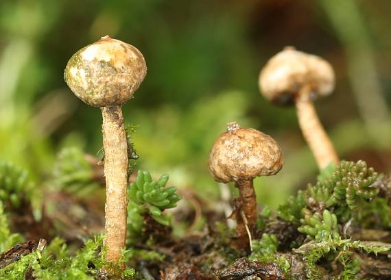 stopkovec zimný Tulostoma brumale Pers.