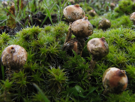 stopkovec zimný Tulostoma brumale Pers.