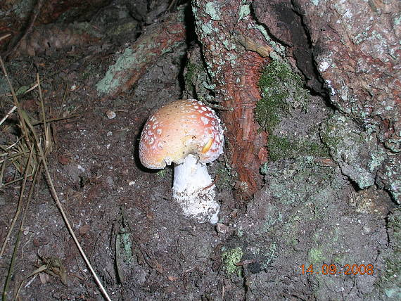 muchotrávka červená Amanita muscaria (L.) Lam.