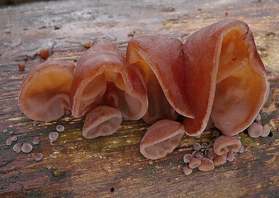 uchovec bazový Auricularia auricula-judae (Bull.) Quél.