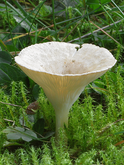 strmuľka lievikovitá Clitocybe gibba (Pers.) P. Kumm.