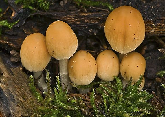 hnojník ligotavý Coprinellus micaceus (Bull.) Vilgalys, Hopple & Jacq. Johnson