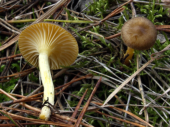 šťavnačka mrazová Hygrophorus hypothejus (Fr.) Fr.