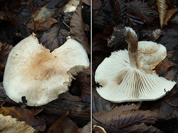 šupinovka hlinovookrová Pholiota lenta (Pers.) Singer