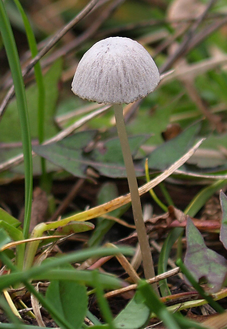 drobuľka nežná Psathyrella prona (Fr.) Gillet