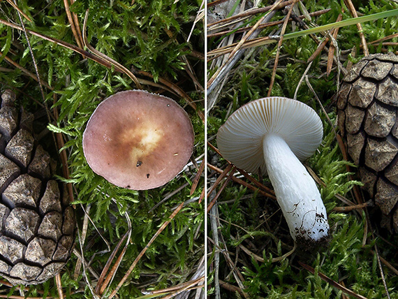 plávka Russula sp.