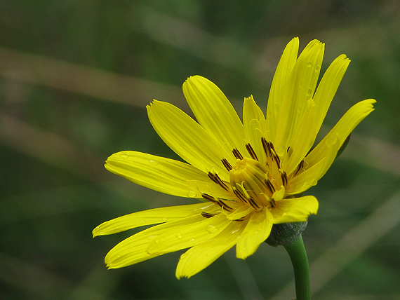 kozobrada lúčna Tragopogon pratensis L.