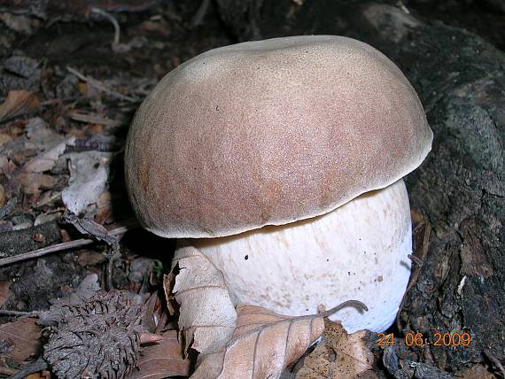 hríb dubový Boletus reticulatus Schaeff.