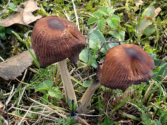 hnojník kmeňový Coprinellus truncorum (Scop.) Redhead, Vilgalys & Moncalvo