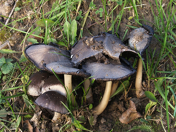 hnojník atramentový Coprinopsis atramentaria (Bull.) Redhead, Vilgalys & Moncalvo