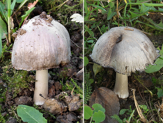 hnojník atramentový Coprinopsis atramentaria (Bull.) Redhead, Vilgalys & Moncalvo