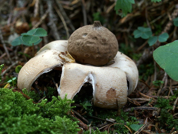 hviezdovka Geastrum sp.