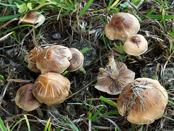 slzivka hnedá Hebeloma mesophaeum (Pers.) Quél.