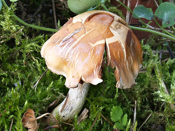 slzivka hnedá Hebeloma mesophaeum (Pers.) Quél.