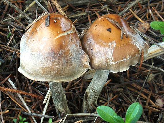 slzivka hnedá Hebeloma mesophaeum (Pers.) Quél.