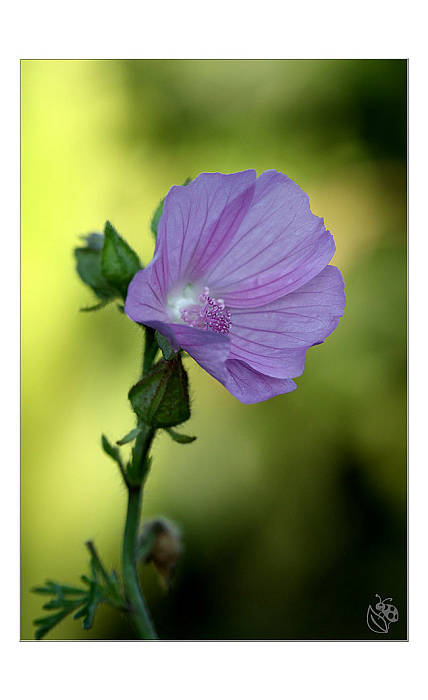 slez Malva sp.