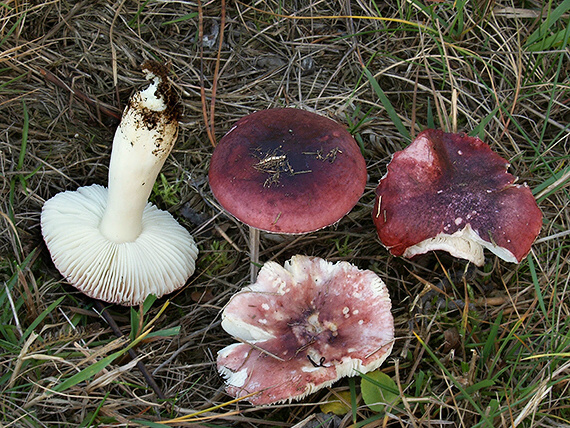 plávka tmavočervená Russula atrorubens Quél.