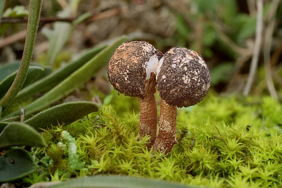 stopkovec zimný Tulostoma brumale Pers.