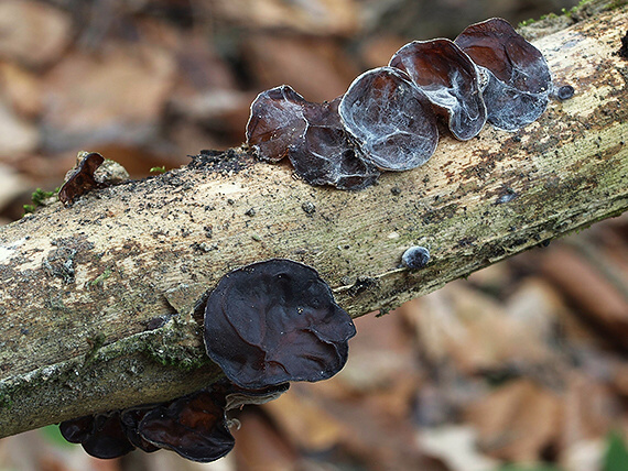 uchovec bazový Auricularia auricula-judae (Bull.) Quél.