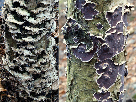 pevníkovec purpurový Chondrostereum purpureum (Pers.) Pouzar