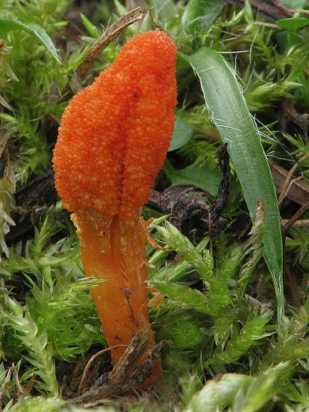 žezlovka hmyzová Cordyceps militaris (Fr.) Link