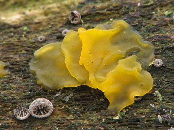 slzovec Dacrymyces sp.