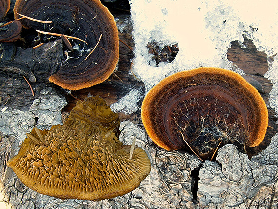 trámovka plotová Gloeophyllum sepiarium (Wulfen) P. Karst.