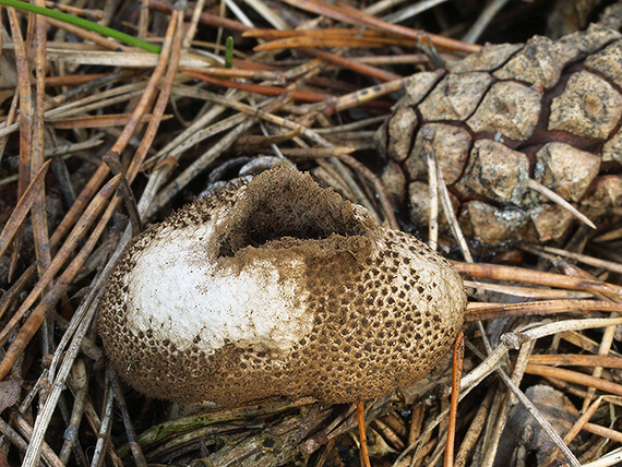 prášnica bradavičnatá černastá Lycoperdon nigrescens Wahlenb.