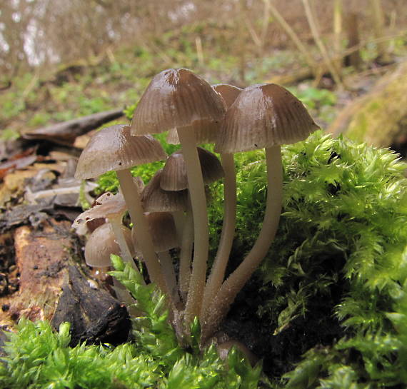 prilbička Mycena sp.