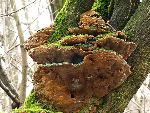 ohňovec hrboľkatý Phellinus torulosus (Pers.) Bourdot & Galzin