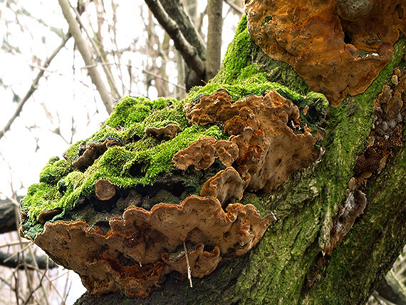 ohňovec hrboľkatý Phellinus torulosus (Pers.) Bourdot & Galzin