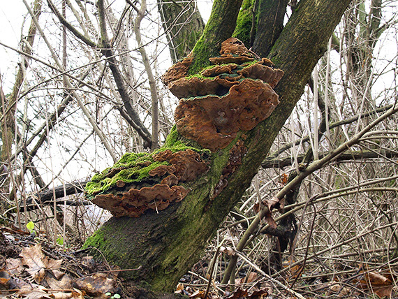 ohňovec hrboľkatý Phellinus torulosus (Pers.) Bourdot & Galzin