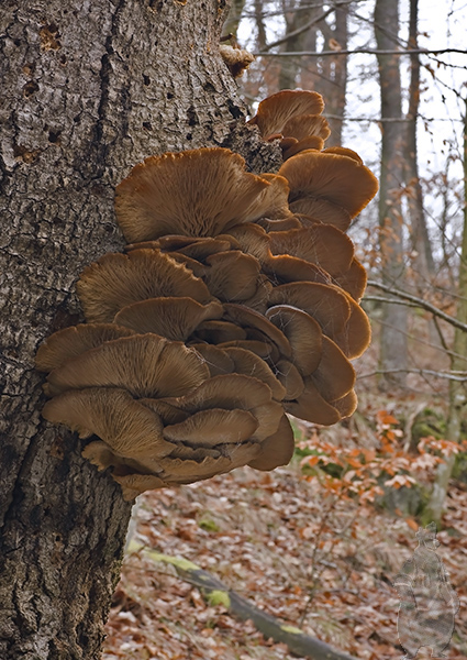 hliva ustricovitá Pleurotus ostreatus (Jacq.) P. Kumm.