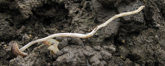 drobuľka koreňujúca Psathyrella longicauda P. Karst.