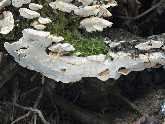 trúdnikovec pestrý Trametes versicolor (L.) Lloyd