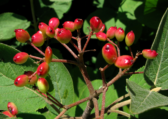 kalina siripútková Viburnum lantana L.