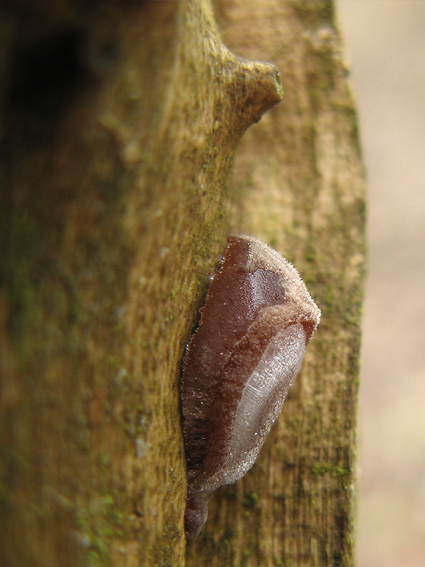 uchovec bazový Auricularia auricula-judae (Bull.) Quél.