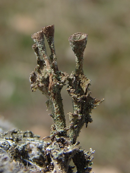 dutohlávka pohárikovitá Cladonia pyxidata (L.) Hoffm.